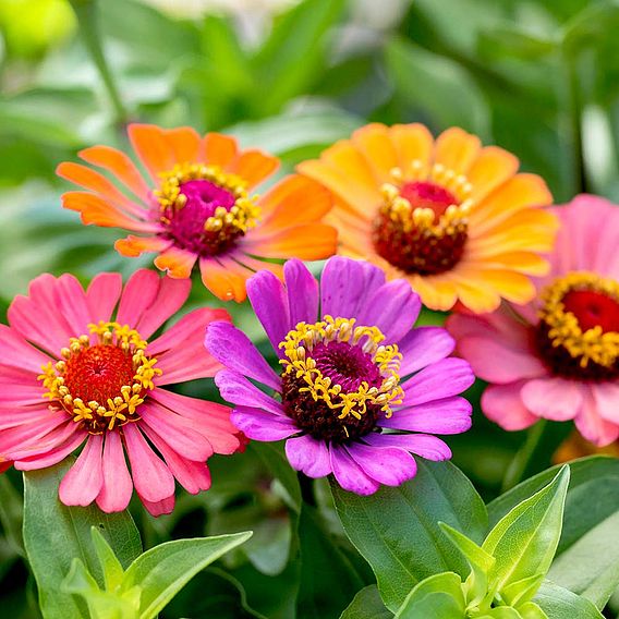 Zinnia 'Molotov Mix' - Seeds