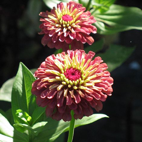 Zinnia Seeds - Queen Red Lime