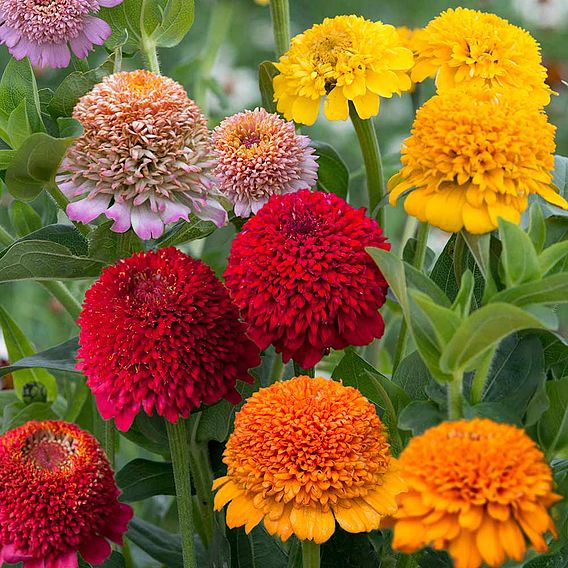 Zinnia Seeds - Faberge Mix