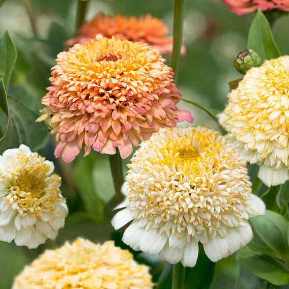 Zinnia seeds - Peaches & Cream