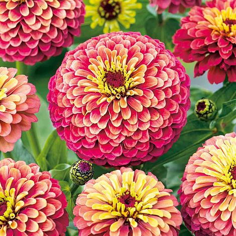 Zinnia Seeds - Queen Red Lime