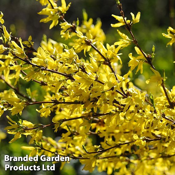 Forsythia intermedia