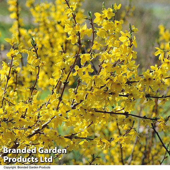 Forsythia intermedia