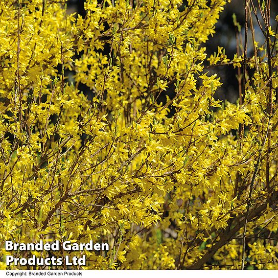 Forsythia x intermedia 'Lynwood Variety'