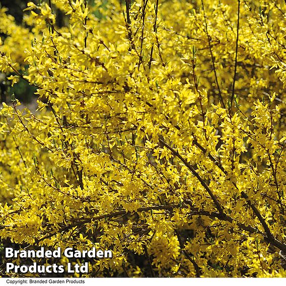 Forsythia intermedia