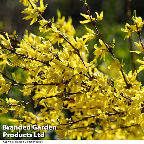 Forsythia x intermedia 'Lynwood Variety'