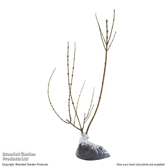 Forsythia x intermedia 'Spectabilis' (Hedging)