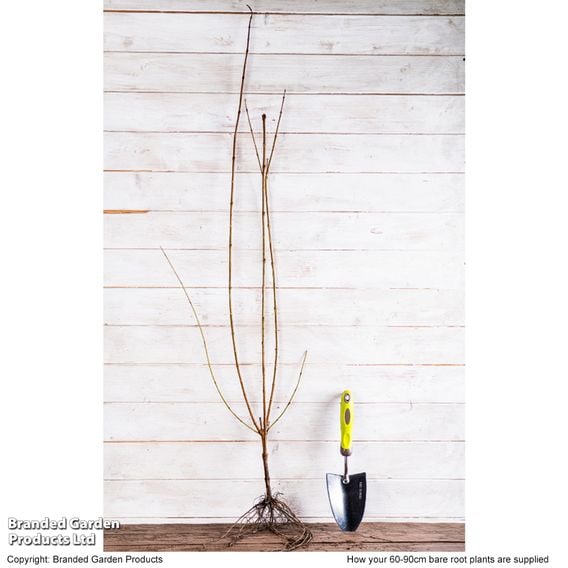 Forsythia x intermedia 'Spectabilis' (Hedging)