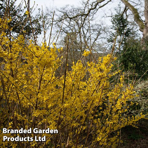 Forsythia x intermedia 'Minigold'