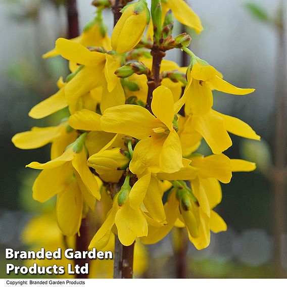 Forsythia intermedia