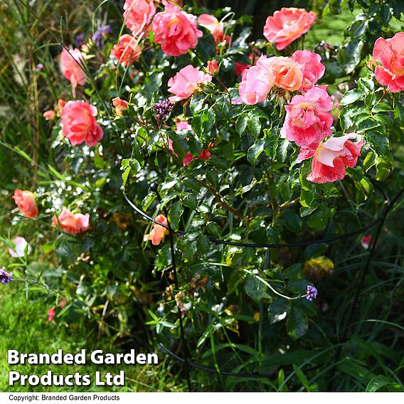 Peony & Herbaceous Perennial Frame