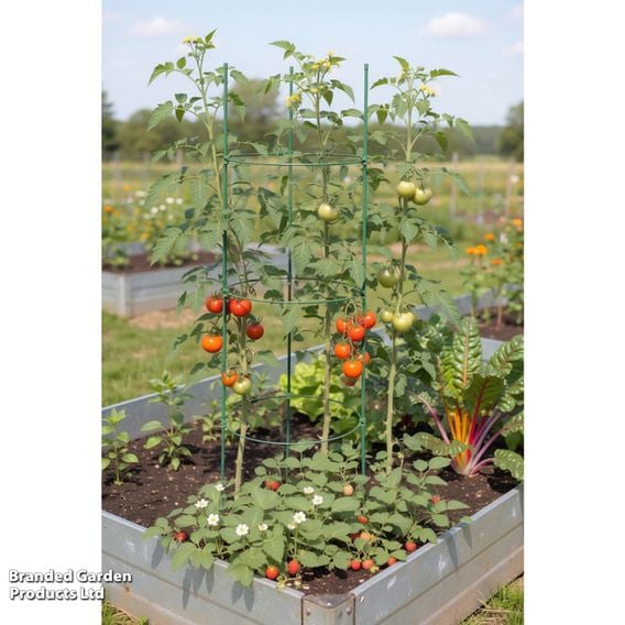 Garden Gear - Circular Tomato Support Frame