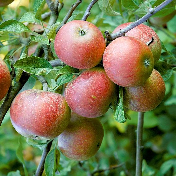 Apple 'Queen Cox'