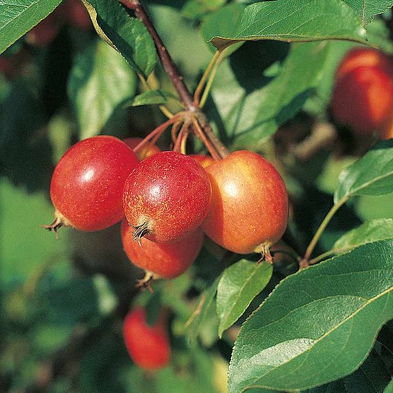 Crab Apple 'John Downie'