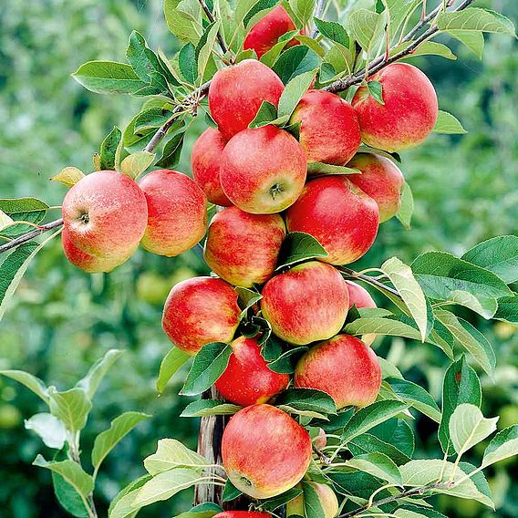 Apple 'Queen Cox'