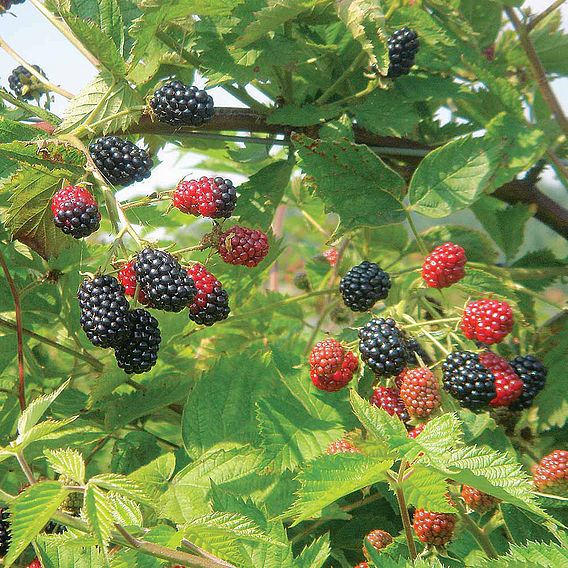 Blackberry 'Loch Ness'