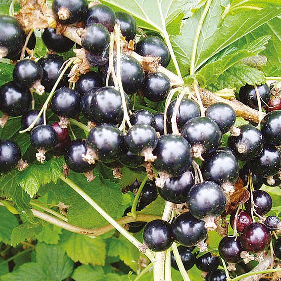 Blackcurrant (Ribes) Big Ben