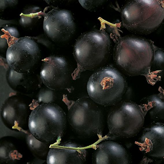 Blackcurrant 'Big Ben'