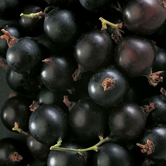 Blackcurrant (Ribes) Big Ben