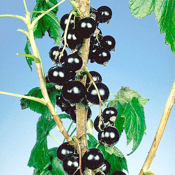 Blackcurrant (Ribes) Big Ben