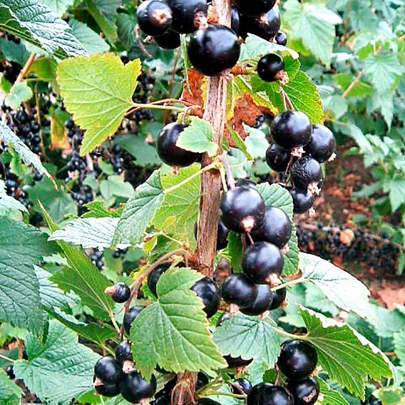 Blackcurrant 'Big Ben'