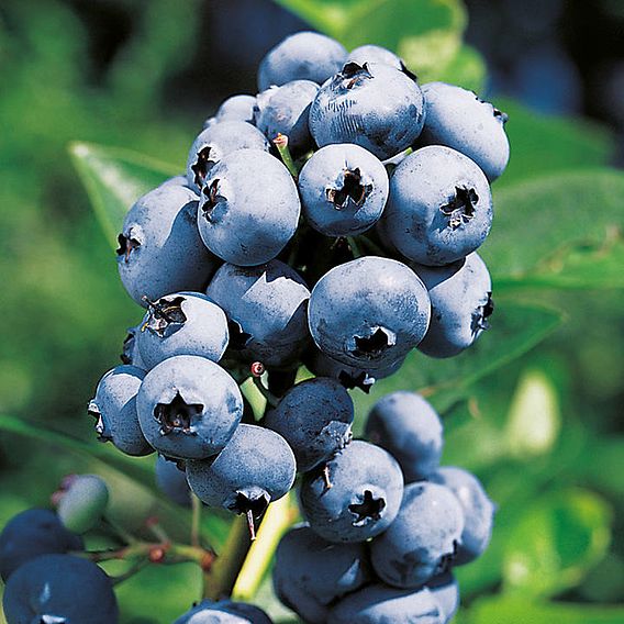 Blueberry 'Rubel'
