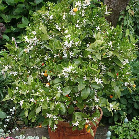 Calamondin Orange (Citrus Fruit)