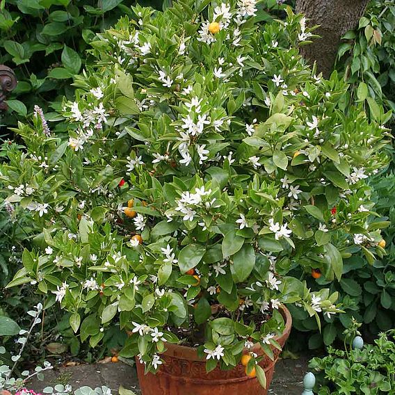 Citrus Calamondin