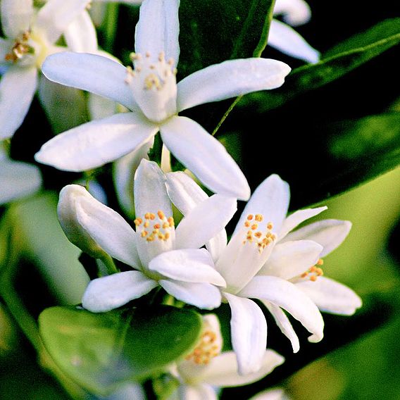 Citrus Calamondin