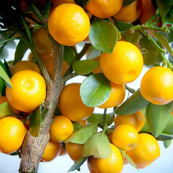 Citrus Calamondin