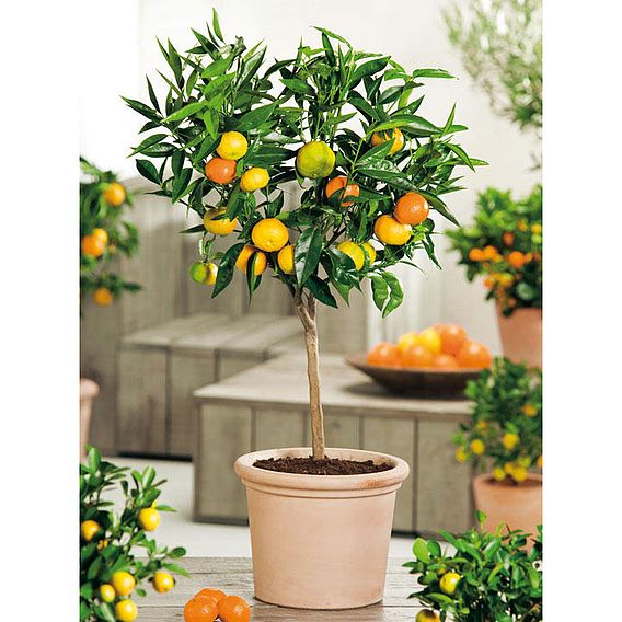 Orange (Citrus Fruit)
