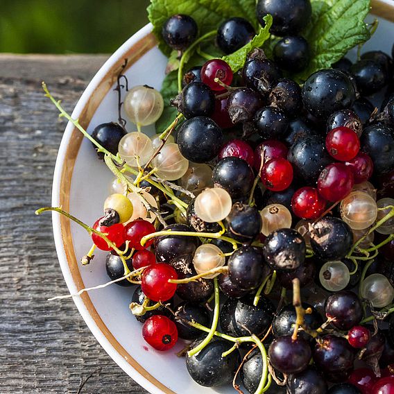 Blackcurrant 'Ben Alder'