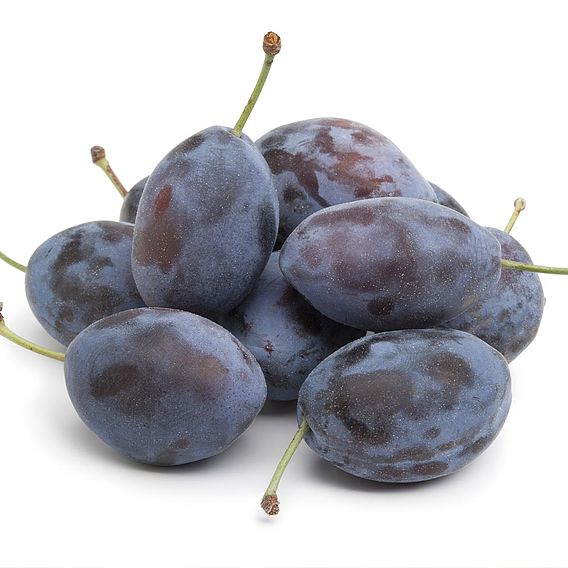 Damson Plum 'Merryweather'