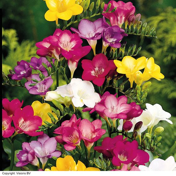 Summer Bulb Special Collection