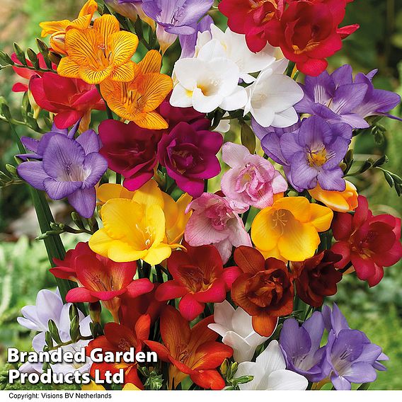 Freesia Mixed