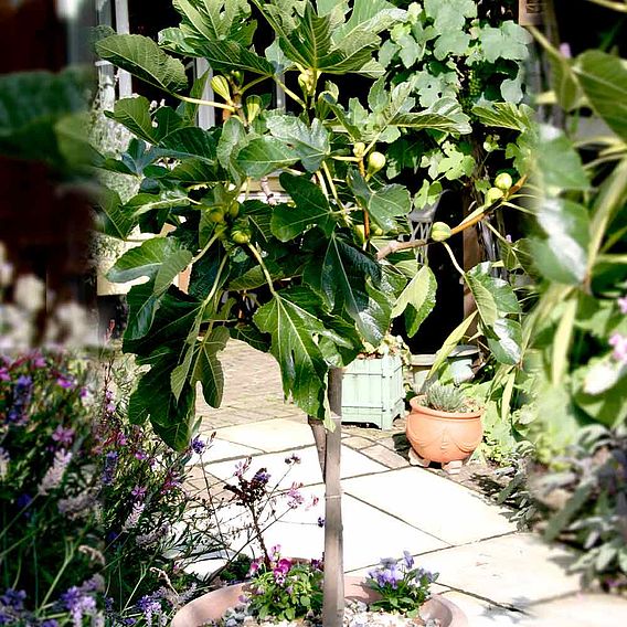 Fig 'Panachee'