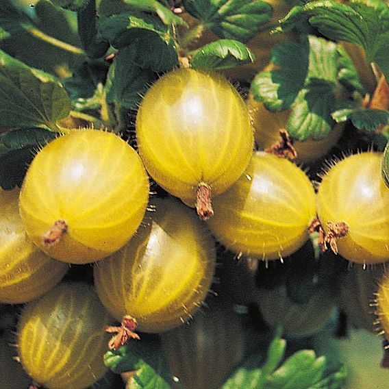 Gooseberry 'Hinnonmaki Yellow'