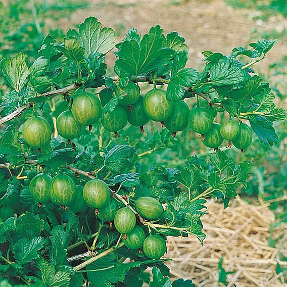 Gooseberry 'Invicta'