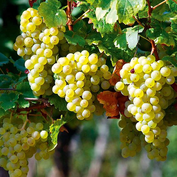 Grape Vine Plant - Perlette