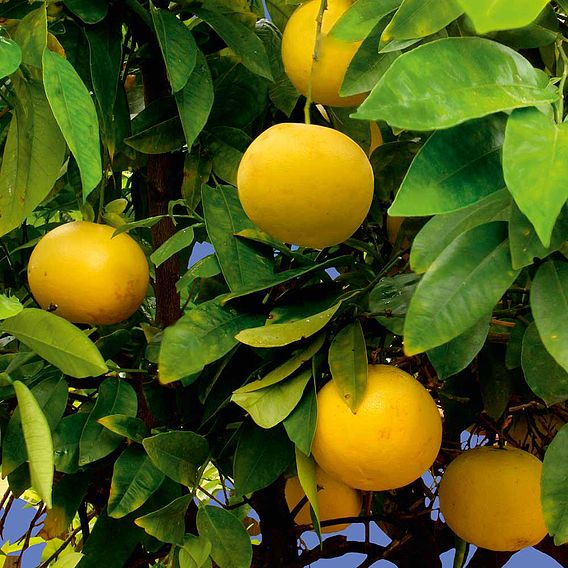 Grapefruit Plant