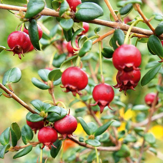 Chilean Guava 'KA-POW'