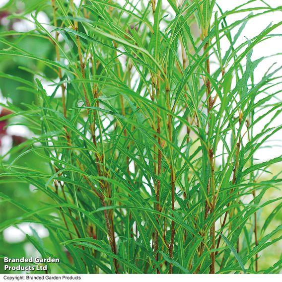 Frangula alnus 'Fine Line'