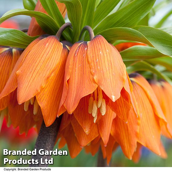 Fritillaria 'Orange Beauty'