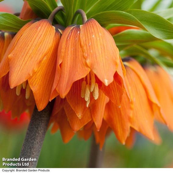 Fritillaria 'Orange Beauty'