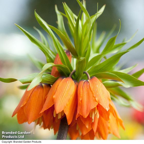 Fritillaria 'Orange Beauty'