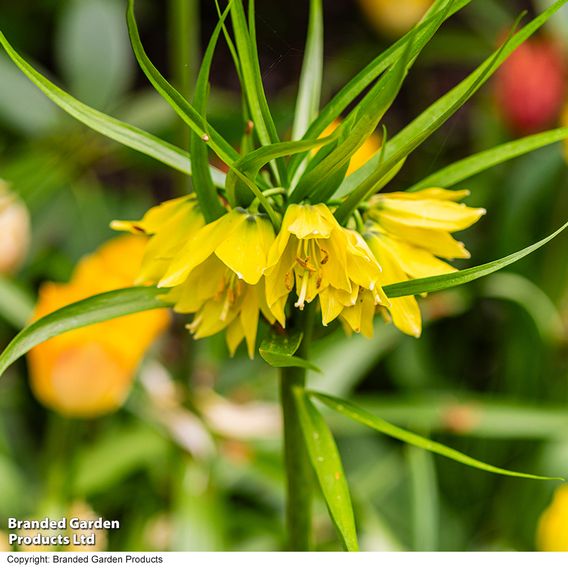 Fritillaria imperialis 'Maxima Lutea'