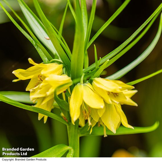 Fritillaria imperialis 'Maxima Lutea'