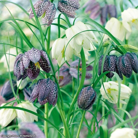 Fritillaria meleagris Mix