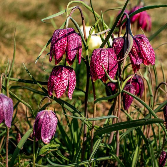 Fritillaria meleagris Mix