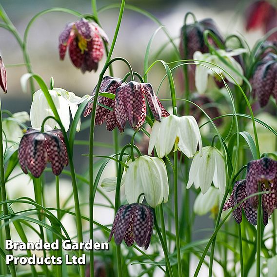 Fritillaria meleagris (Mixed)